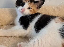 Lovely cuddly kittens ready now