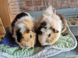 Beautiful Bonded Boys Billy & Bobby