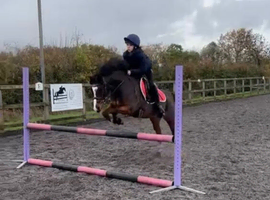 Talented jumping pony