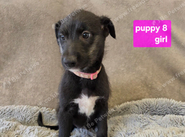 Working Lurcher Puppies ready now