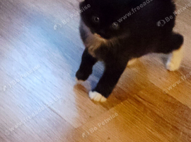 Kittens