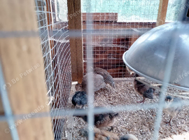 3 week old guinea fowl keets (chicks) for sale in torquay