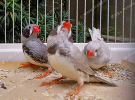 Cock and hen zebra finches