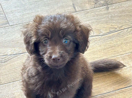 Goldendoodle puppies available to go now