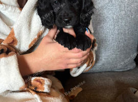 Black working cocker spaniel girl