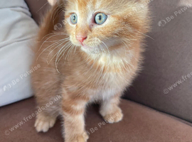 Kittens