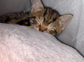8 week kitten