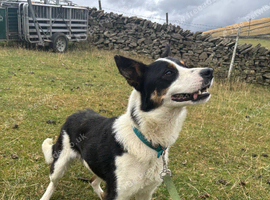3 year old dog for sale
