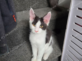 TICA REGISTERED MAINE COON KITTEN