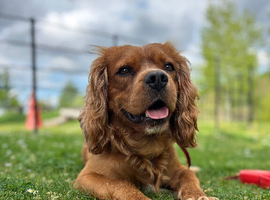 Cavalier King Charles Spaniel for stud