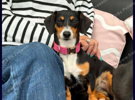 Miniature Dachshund
