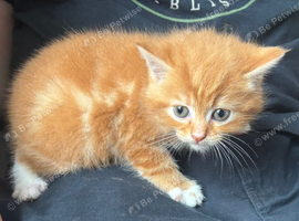 Adult male cat wanted