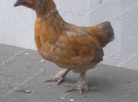 5 bantam chickens