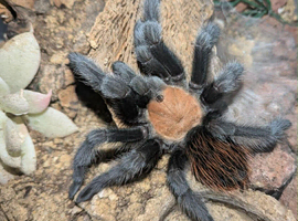 Brachypelma Albiceps - Red Rump Tarantula