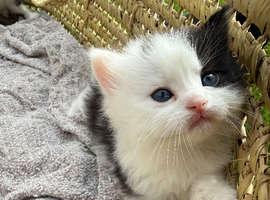 Kittens