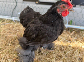FREE beautiful pekin bantam rooster