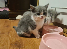 Kittens