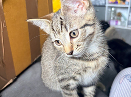 The last tabby girl looking for her forever home