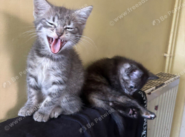 Cute kittens ready now