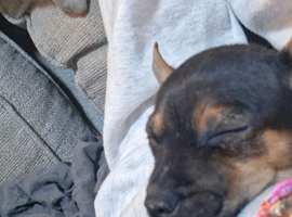 2 chihuahua for sale