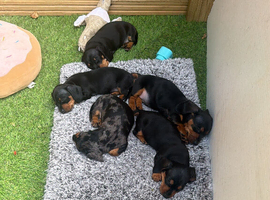 Miniature smooth hair Dachshund puppies for sale