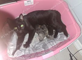 Kittens -male and female