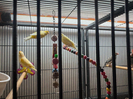 Canaries