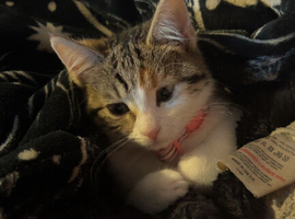 Kitten