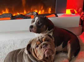 Lilac and tan bulldog stud