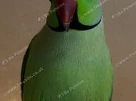 Male Indian ringneck