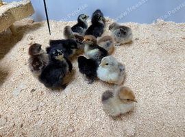 Day old chicks