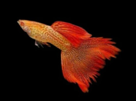 Superior Red Albino Snakeskin Guppies young Breeding pairs