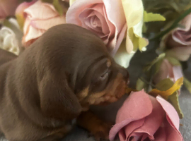 Gorgeous miniature Dachshund puppies ready 4th July