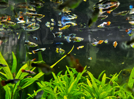 Range of guppies for sale