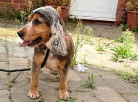 Show Type Cocker Spaniel