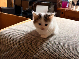 4 kitten for sale