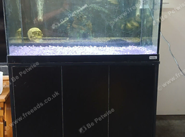 Fluval 125l with Bluetooth light