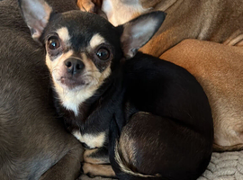 Pair of bonded chihuahuas