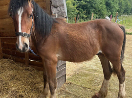 11mth gelding