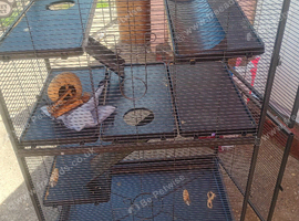 Cozy pets, large rat, chinchilla cage