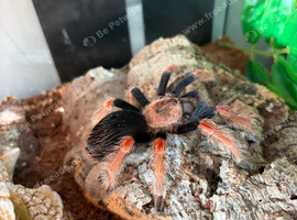 Mexican Fire Leg Tarantula with set up and heat mat