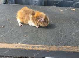 Female guinea pigs