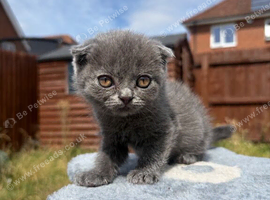 Blue & Lilac BSH Mix Kittens &ndash; Fold & Straight