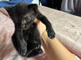 Kittens for sale &pound;50