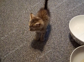 Kitten