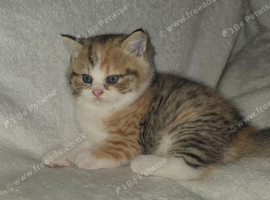 2 unusual british shorthair girls