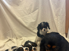 Beautiful Cavaliers for sale