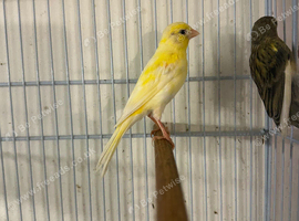 2 unsexed canaries
