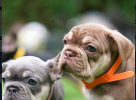 French bull dog puppies