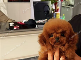 Teacup asian toy poodle Stud